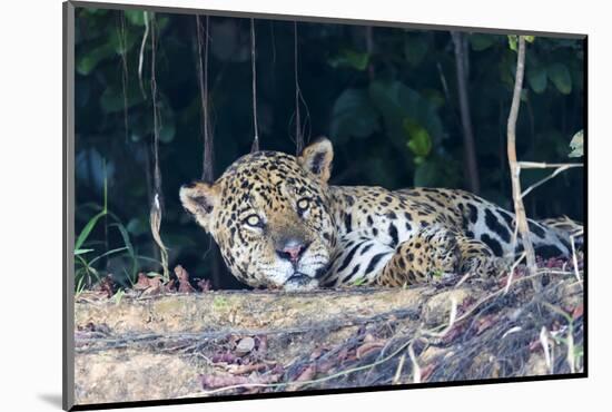 Brazil, The Pantanal, Rio Cuiaba. A large male jaguar suns himself on the riverbank.-Ellen Goff-Mounted Photographic Print