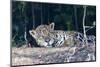 Brazil, The Pantanal, Rio Cuiaba. A large male jaguar suns himself on the riverbank.-Ellen Goff-Mounted Photographic Print