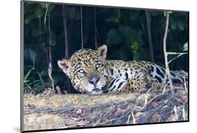 Brazil, The Pantanal, Rio Cuiaba. A large male jaguar suns himself on the riverbank.-Ellen Goff-Mounted Photographic Print