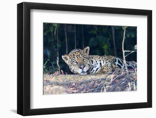 Brazil, The Pantanal, Rio Cuiaba. A large male jaguar suns himself on the riverbank.-Ellen Goff-Framed Premium Photographic Print