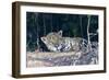 Brazil, The Pantanal, Rio Cuiaba. A large male jaguar suns himself on the riverbank.-Ellen Goff-Framed Photographic Print