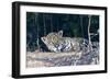 Brazil, The Pantanal, Rio Cuiaba. A large male jaguar suns himself on the riverbank.-Ellen Goff-Framed Photographic Print