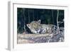 Brazil, The Pantanal, Rio Cuiaba. A large male jaguar suns himself on the riverbank.-Ellen Goff-Framed Photographic Print