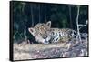 Brazil, The Pantanal, Rio Cuiaba. A large male jaguar suns himself on the riverbank.-Ellen Goff-Framed Stretched Canvas