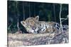 Brazil, The Pantanal, Rio Cuiaba. A large male jaguar suns himself on the riverbank.-Ellen Goff-Stretched Canvas