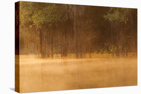 Brazil, The Pantanal, Rio Cuiaba. The mist rises off the river in the early morning.-Ellen Goff-Stretched Canvas