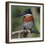 Brazil, the Pantanal Wetland, Green Kingfisher Sitting on a Branch in Early Morning Light-Judith Zimmerman-Framed Photographic Print