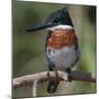 Brazil, the Pantanal Wetland, Green Kingfisher Sitting on a Branch in Early Morning Light-Judith Zimmerman-Mounted Photographic Print