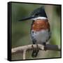 Brazil, the Pantanal Wetland, Green Kingfisher Sitting on a Branch in Early Morning Light-Judith Zimmerman-Framed Stretched Canvas