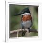 Brazil, the Pantanal Wetland, Green Kingfisher Sitting on a Branch in Early Morning Light-Judith Zimmerman-Framed Photographic Print