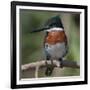 Brazil, the Pantanal Wetland, Green Kingfisher Sitting on a Branch in Early Morning Light-Judith Zimmerman-Framed Photographic Print