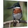 Brazil, the Pantanal Wetland, Green Kingfisher Sitting on a Branch in Early Morning Light-Judith Zimmerman-Mounted Photographic Print