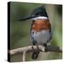 Brazil, the Pantanal Wetland, Green Kingfisher Sitting on a Branch in Early Morning Light-Judith Zimmerman-Stretched Canvas
