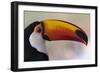 Brazil, the Pantanal Wetland, Toco Toucan in Early Morning Light-Judith Zimmerman-Framed Photographic Print