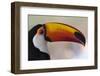 Brazil, the Pantanal Wetland, Toco Toucan in Early Morning Light-Judith Zimmerman-Framed Photographic Print