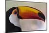 Brazil, the Pantanal Wetland, Toco Toucan in Early Morning Light-Judith Zimmerman-Mounted Photographic Print