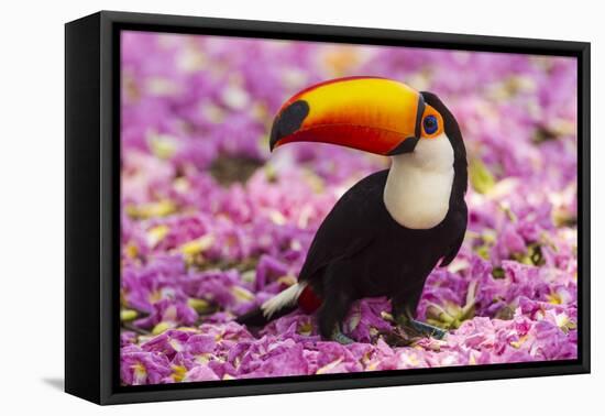 Brazil. Toco Toucan in the Pantanal.-Ralph H^ Bendjebar-Framed Stretched Canvas