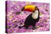 Brazil. Toco Toucan in the Pantanal.-Ralph H^ Bendjebar-Stretched Canvas