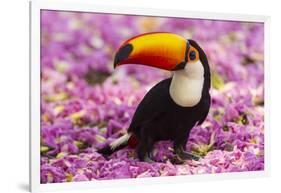 Brazil. Toco Toucan in the Pantanal.-Ralph H^ Bendjebar-Framed Photographic Print