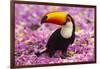 Brazil. Toco Toucan in the Pantanal.-Ralph H^ Bendjebar-Framed Photographic Print