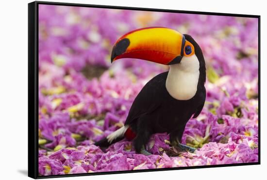 Brazil. Toco Toucan in the Pantanal.-Ralph H^ Bendjebar-Framed Stretched Canvas