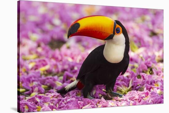 Brazil. Toco Toucan in the Pantanal.-Ralph H^ Bendjebar-Stretched Canvas