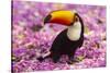 Brazil. Toco Toucan in the Pantanal.-Ralph H^ Bendjebar-Stretched Canvas