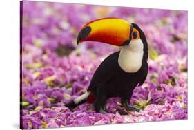 Brazil. Toco Toucan in the Pantanal.-Ralph H^ Bendjebar-Stretched Canvas