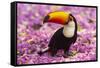 Brazil. Toco Toucan in the Pantanal.-Ralph H^ Bendjebar-Framed Stretched Canvas