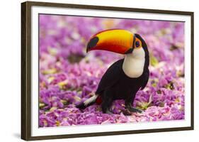 Brazil. Toco Toucan in the Pantanal.-Ralph H^ Bendjebar-Framed Photographic Print