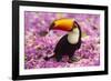 Brazil. Toco Toucan in the Pantanal.-Ralph H^ Bendjebar-Framed Photographic Print