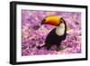 Brazil. Toco Toucan in the Pantanal.-Ralph H^ Bendjebar-Framed Photographic Print