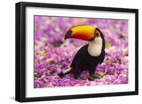 Brazil. Toco Toucan in the Pantanal.-Ralph H^ Bendjebar-Framed Photographic Print