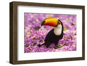 Brazil. Toco Toucan in the Pantanal.-Ralph H^ Bendjebar-Framed Photographic Print