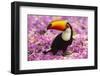 Brazil. Toco Toucan in the Pantanal.-Ralph H^ Bendjebar-Framed Photographic Print