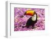 Brazil. Toco Toucan in the Pantanal.-Ralph H^ Bendjebar-Framed Photographic Print