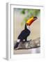 Brazil. Toco Toucan in the Pantanal.-Ralph H. Bendjebar-Framed Photographic Print