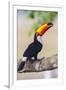 Brazil. Toco Toucan in the Pantanal.-Ralph H. Bendjebar-Framed Photographic Print