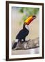 Brazil. Toco Toucan in the Pantanal.-Ralph H. Bendjebar-Framed Photographic Print