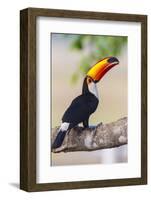 Brazil. Toco Toucan in the Pantanal.-Ralph H. Bendjebar-Framed Photographic Print