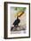 Brazil. Toco Toucan in the Pantanal.-Ralph H. Bendjebar-Framed Photographic Print