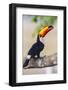 Brazil. Toco Toucan in the Pantanal.-Ralph H. Bendjebar-Framed Photographic Print