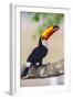 Brazil. Toco Toucan in the Pantanal.-Ralph H. Bendjebar-Framed Photographic Print