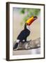 Brazil. Toco Toucan in the Pantanal.-Ralph H. Bendjebar-Framed Photographic Print