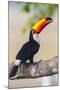 Brazil. Toco Toucan in the Pantanal.-Ralph H. Bendjebar-Mounted Photographic Print