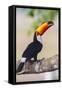 Brazil. Toco Toucan in the Pantanal.-Ralph H. Bendjebar-Framed Stretched Canvas