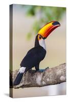 Brazil. Toco Toucan in the Pantanal.-Ralph H. Bendjebar-Stretched Canvas