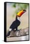 Brazil. Toco Toucan in the Pantanal.-Ralph H. Bendjebar-Framed Stretched Canvas