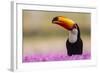 Brazil. Toco Toucan in the Pantanal.-Ralph H. Bendjebar-Framed Photographic Print