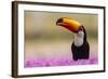 Brazil. Toco Toucan in the Pantanal.-Ralph H. Bendjebar-Framed Photographic Print